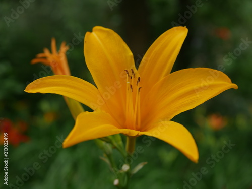 Crocus chrysanthus