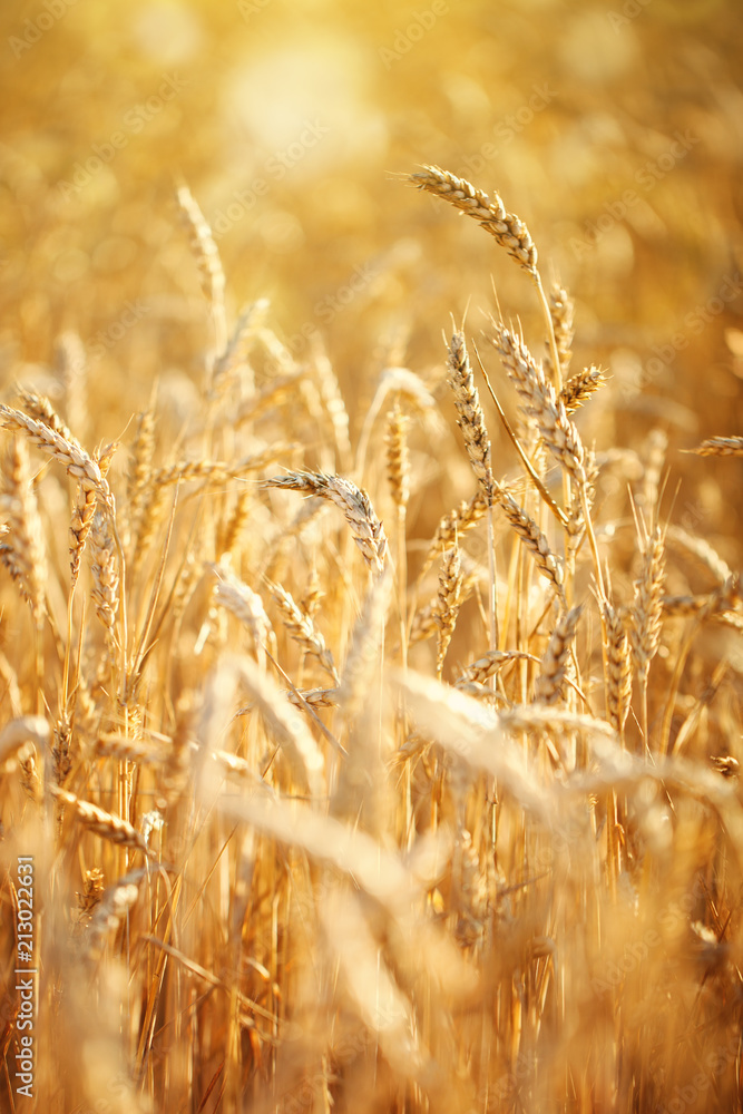 Fototapeta premium Wheat field. Rural Scenery under Shining Sunlight. A background of the ripening wheat. Rich harvest.