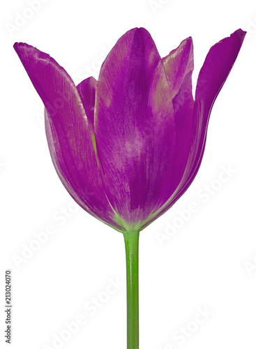 Eggplant tulip flower isolated on a white background. Close-up. Flower bud on a green stem.