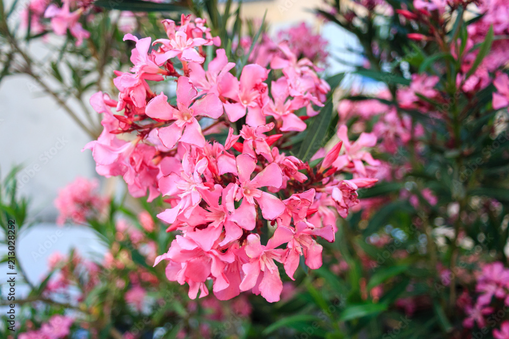pink oleander flowers close-up pink oleander flowers close-up