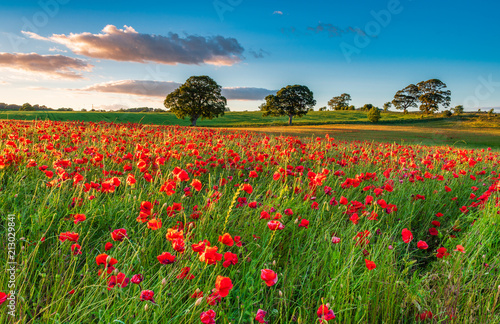 Field of Red Poppies / A poppy field full of red poppies in summer near Corbridge in Northumberland