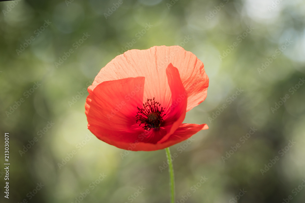 Poppy Flower, Green Background, Bokeh Poppy Flower, Green Background, Bokeh