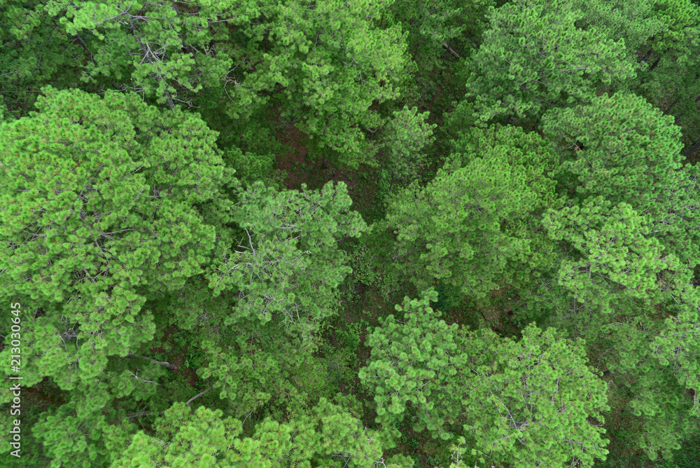Top view Nature Pine Forest. Aerial view. From above. Top view Nature Pine Forest. Aerial view. From above.