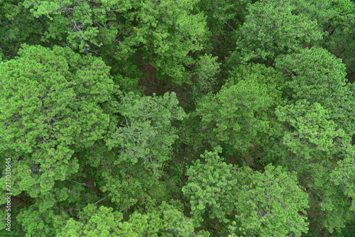 Top view Nature Pine Forest. Aerial view. From above.