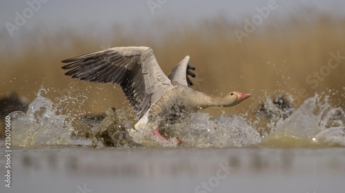 Greylag goose (Anser anser), gander, dispute, aggressive behaviour, Kiskunsag National Park, Hungary, Europe