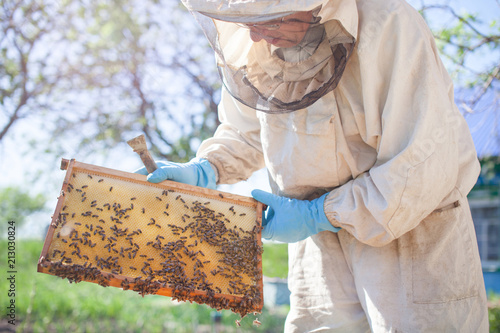 Beekeeper is working with bees and beehives on the apiary. Beekeeper on apiary.