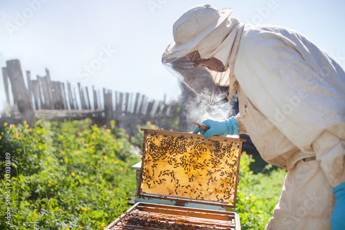 Beekeeper is working with bees and beehives on the apiary. Beekeeper on apiary.