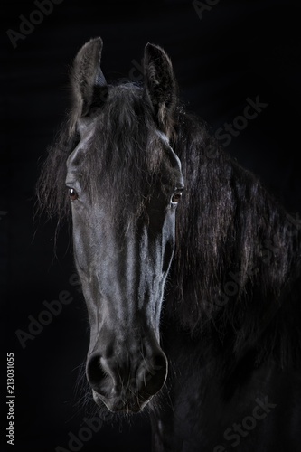 Portrait of black horse