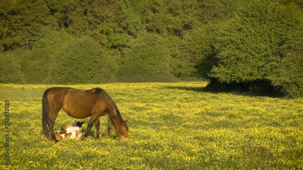Horses on a field Horses on a field