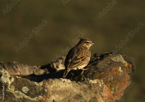 Thekla lark