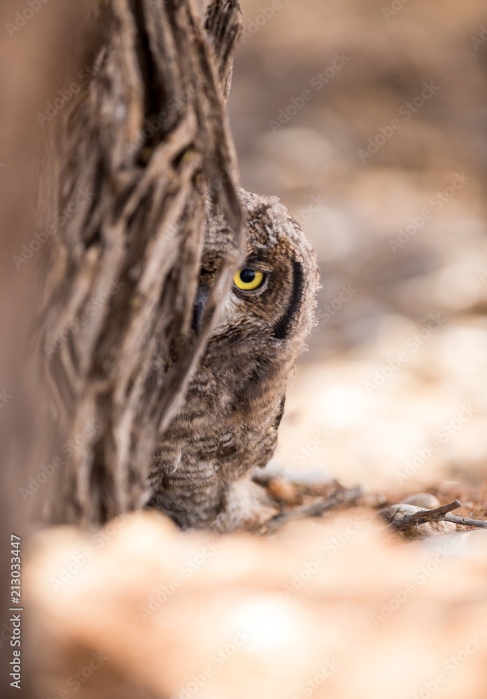 Obraz premium Owlet sitting on branch behind tree trunk