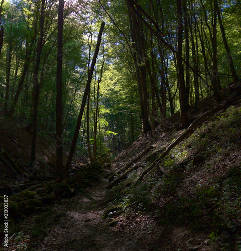 Hiking trail through the deep forest of Söderåsen National Park in Sweden during summer