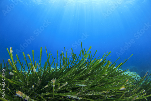 Underwater seaweed and blue water 