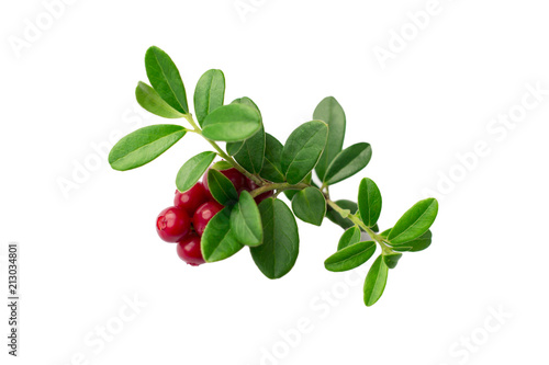 ripe and fresh cowberries or cranberries with leaves isolated on white background 