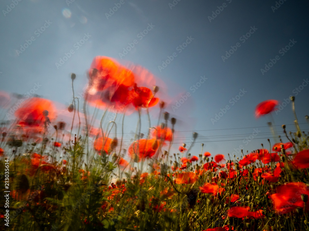 Obraz premium Roter Mohn auf einem Mohnblumenfeld