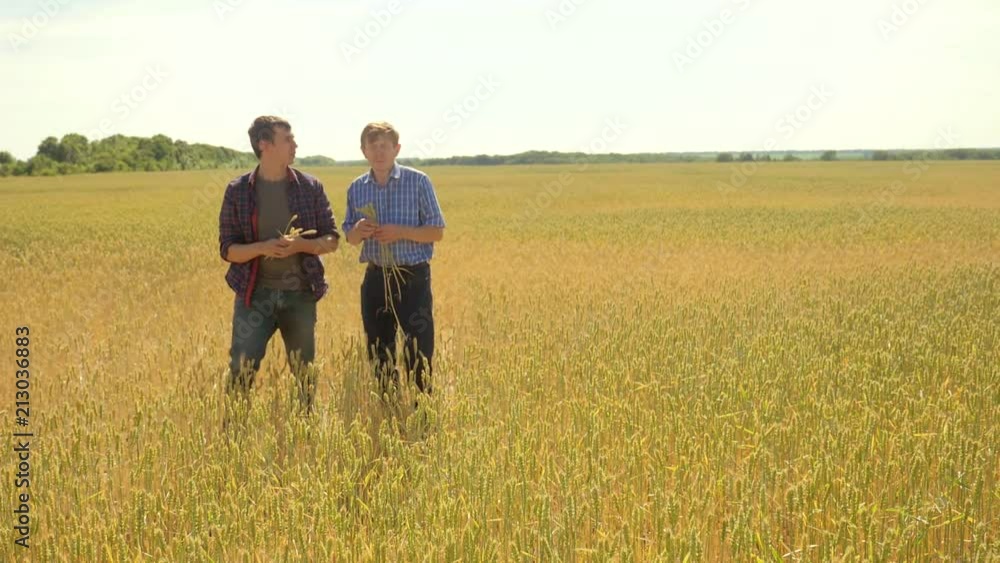 old two farmers explore are studying. man Wheat Field summer in the field wheat bread. slow motion video. farmer Smart farming ecology concept. shake hands transaction agriculture worker working in