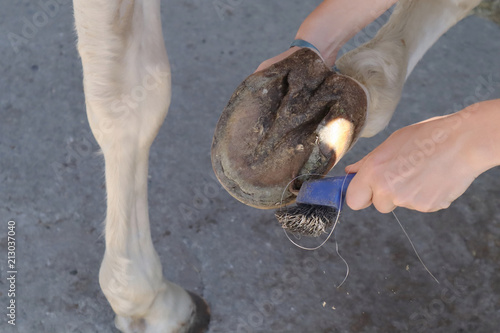 Quadro su tela un maréchal ferant change le fer d'un cheval et plante des clous dans le sabot