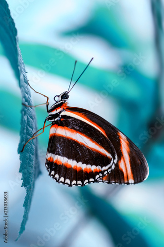 Canvas Print Closeup  beautiful butterfly  & flower in the garden.