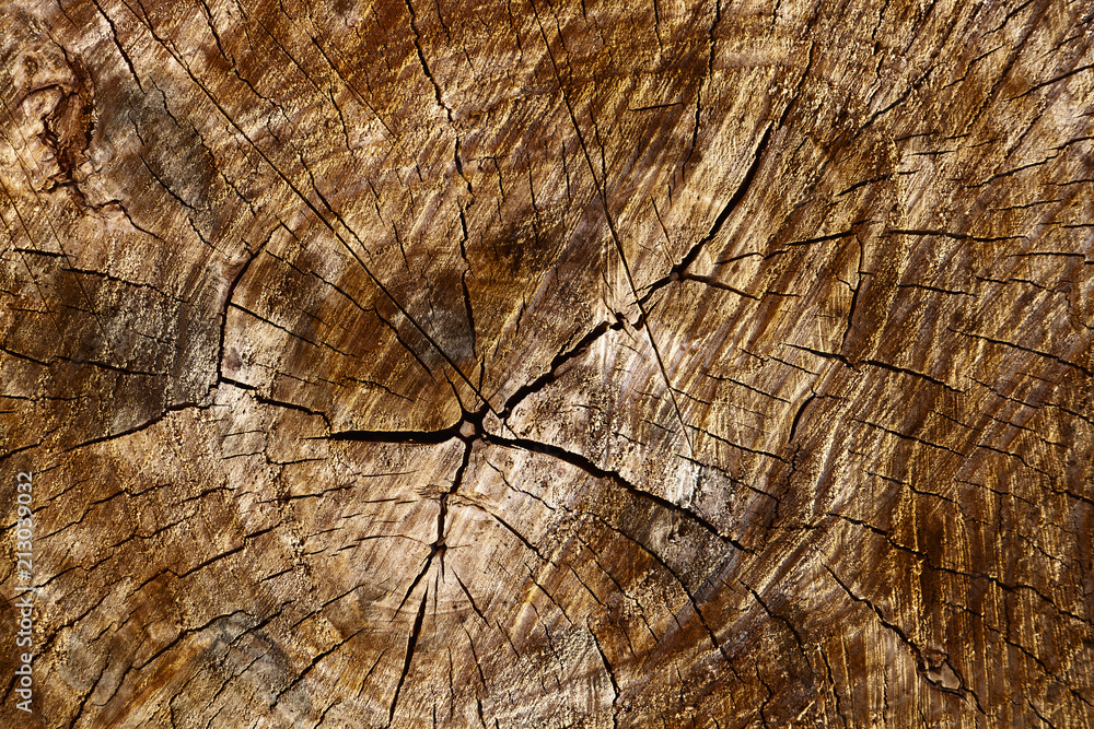 Fototapeta premium View from the end of the trunk section closeup