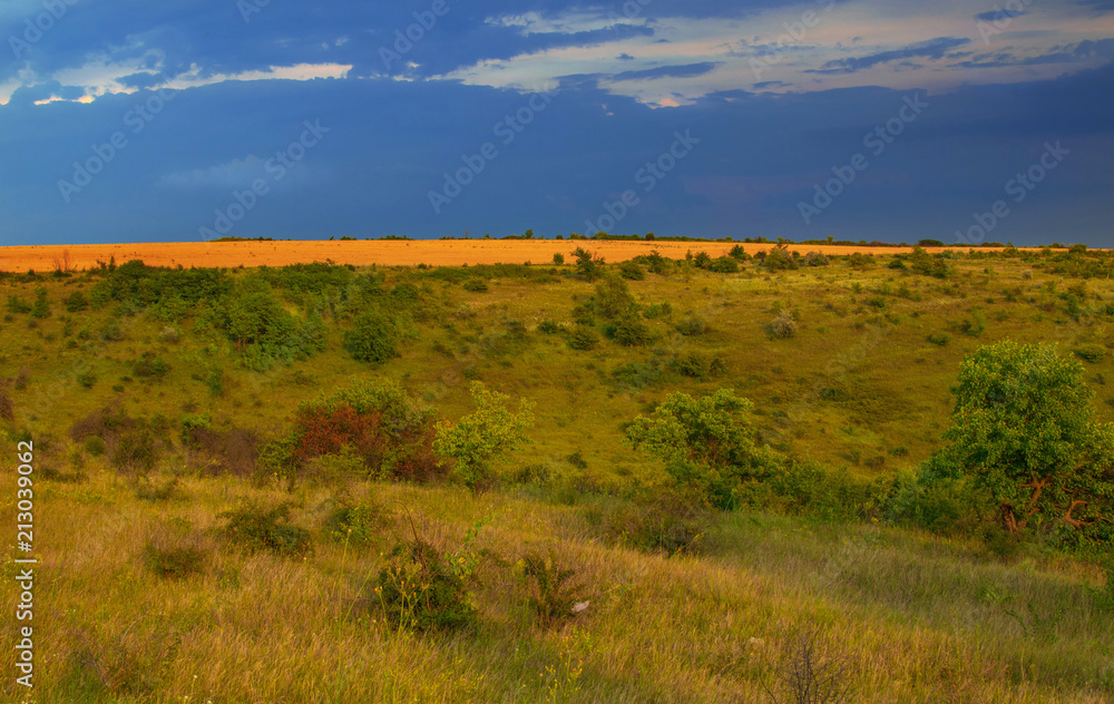 Fototapeta premium summer landscape. The dark sky and yellow fields