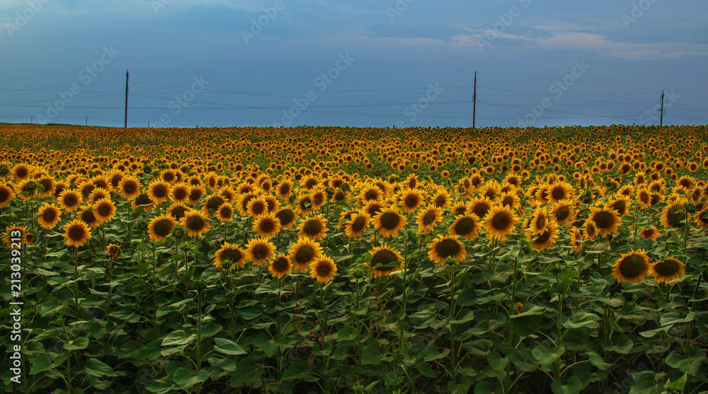 landscape. a field of sunflower and storm clouds over it in the evening. approach thunderstorm. dark sky and bright sunflower flowers