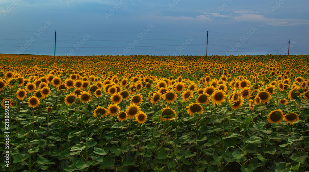 Obraz premium landscape. a field of sunflower and storm clouds over it in the evening. approach thunderstorm. dark sky and bright sunflower flowers