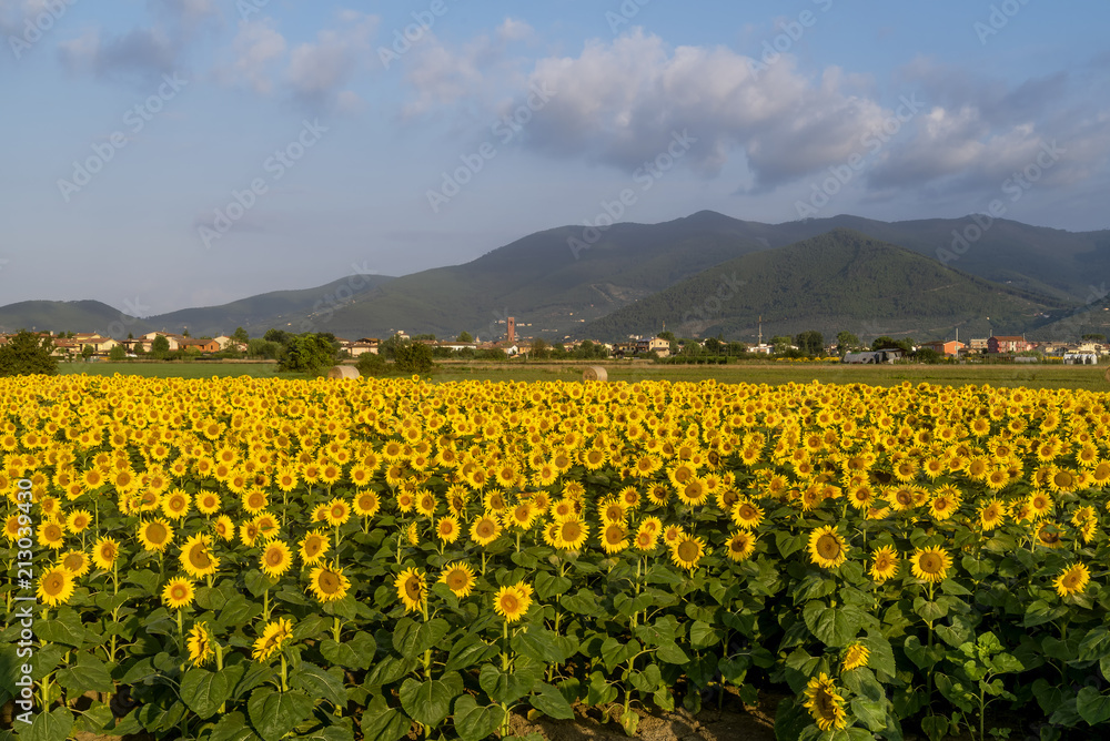 Panoramic view of the Tuscan countryside near Bientina, Pisa, Tuscany, Italy, with beautiful sunflowers in the foreground