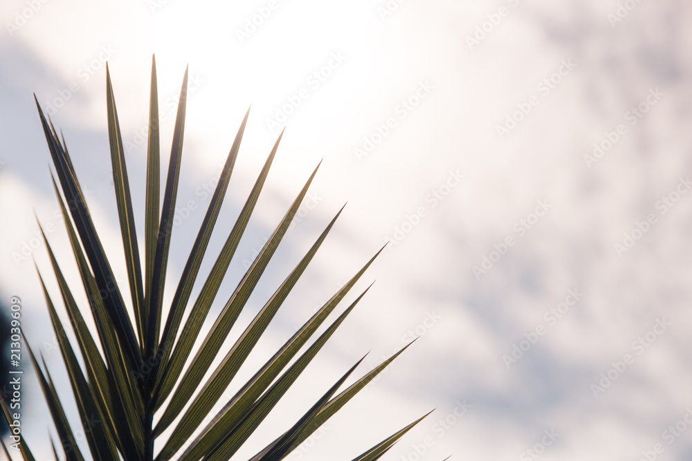 Obraz premium Silhouette of palm leaves against the sky