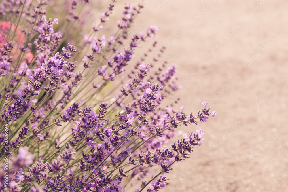 Obraz premium Lavender flowers blooming. Purple field flowers background. Tender lavender flowers.
