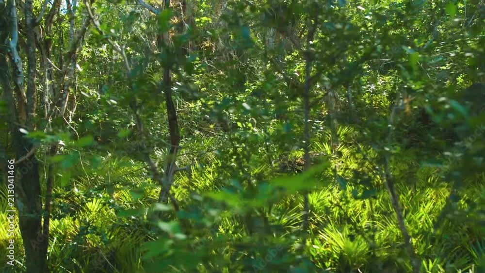 Handheld pan of dense Caribbean jungle greenery with tropical trees and tufts of grass, sunny summer day. Christoffelpark, Curacao Handheld pan of dense Caribbean jungle greenery with tropical trees and tufts of grass, sunny summer day. Christoffelpark, Curacao