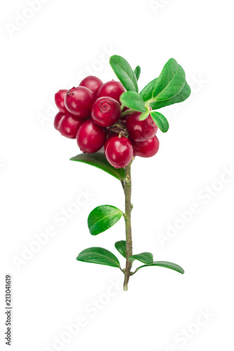 ripe and fresh cowberries or cranberries with leaves isolated on white background 