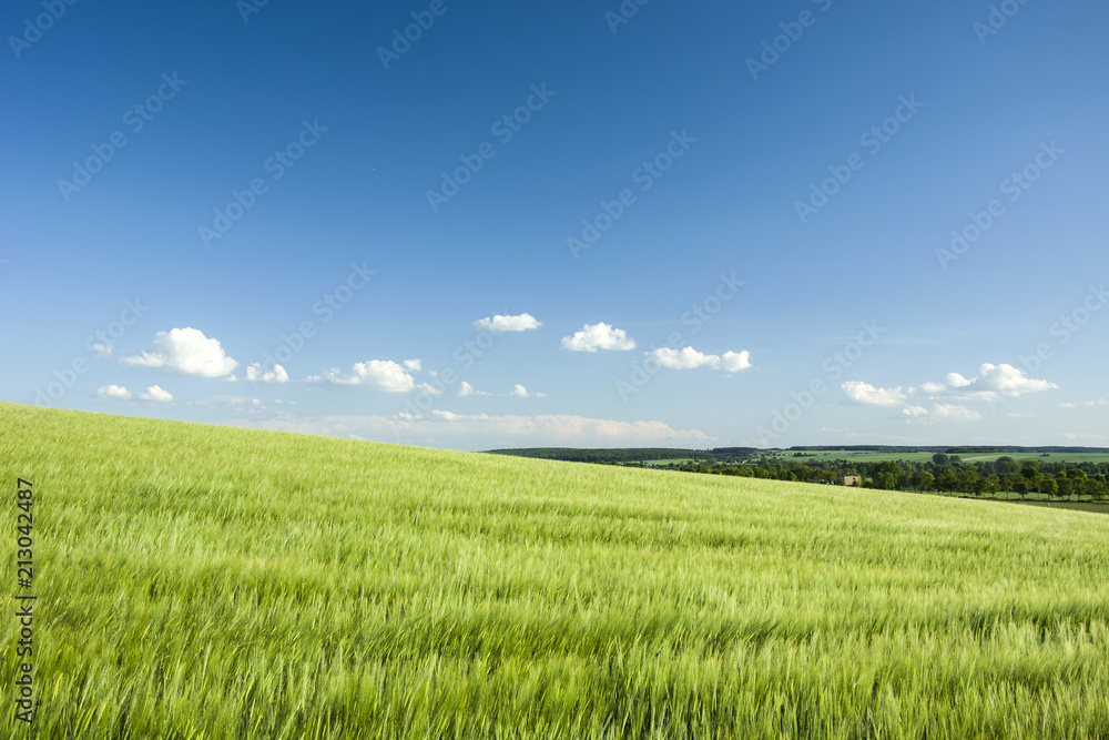 Green barley field on the hill