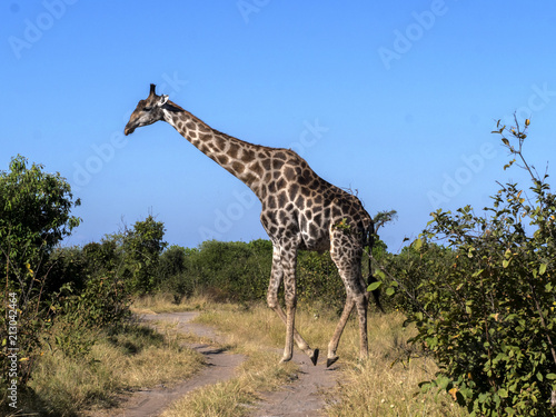 South African giraffe group  Giraffa giraffa giraffa  Chobe National Park  Botswana