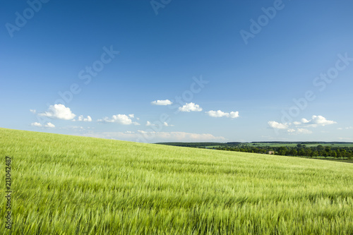 Green barley field on the hill