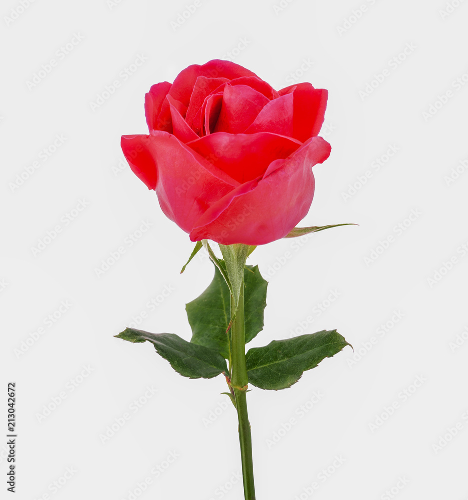 Fototapeta premium dark pink roses isolated on white background