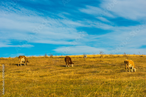 Cows grazing on meadow © salajean