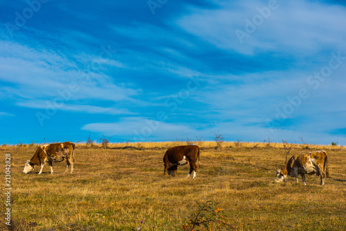 Cows grazing on meadow