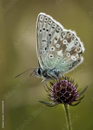 Chalkhill blue on small scabious