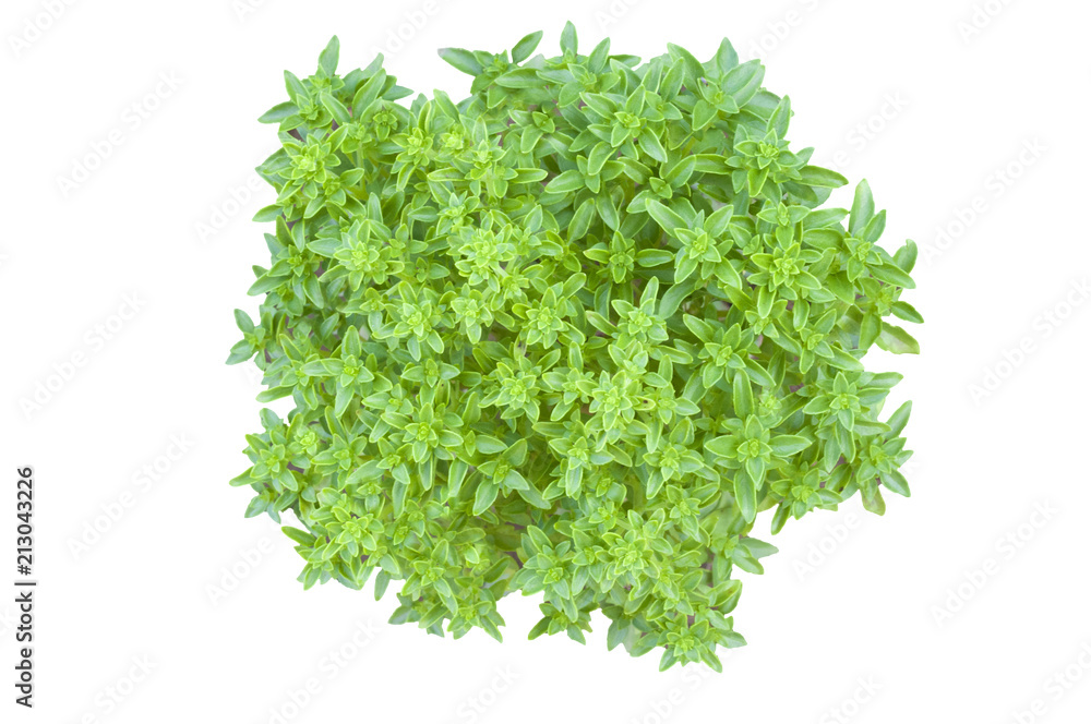 Obraz premium Greek basil (minimum basilicum) isolated