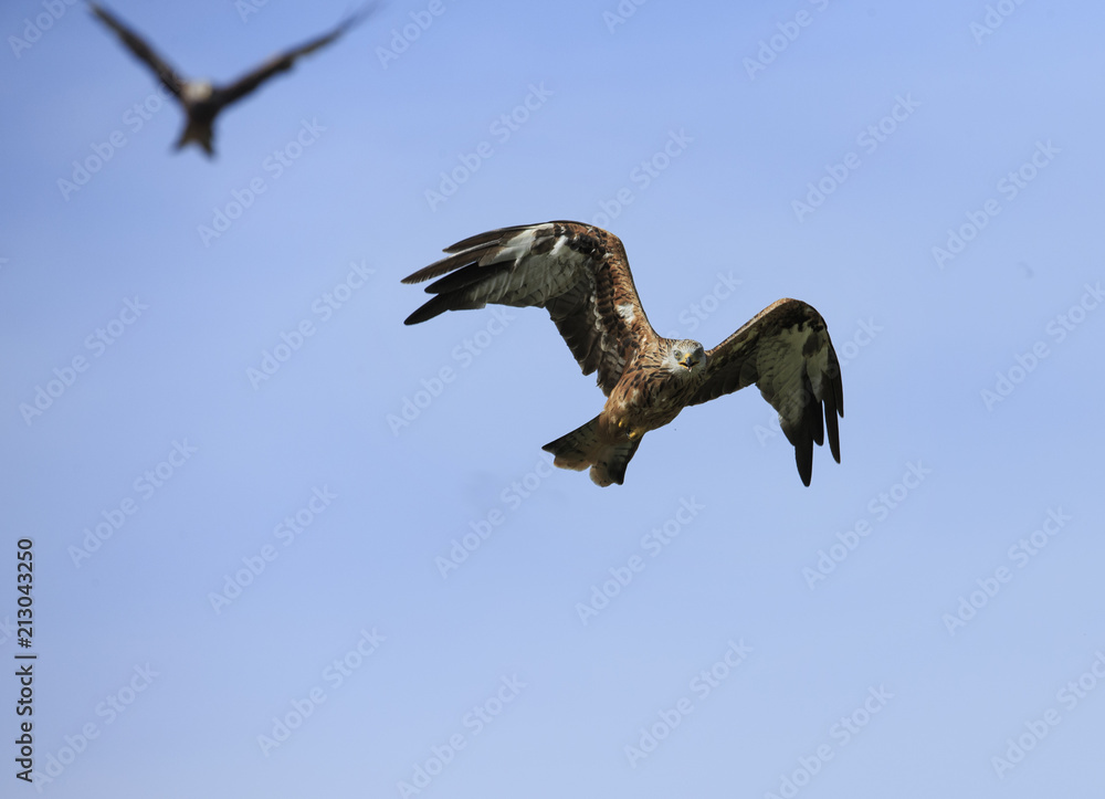 Fototapeta premium Red kite 1