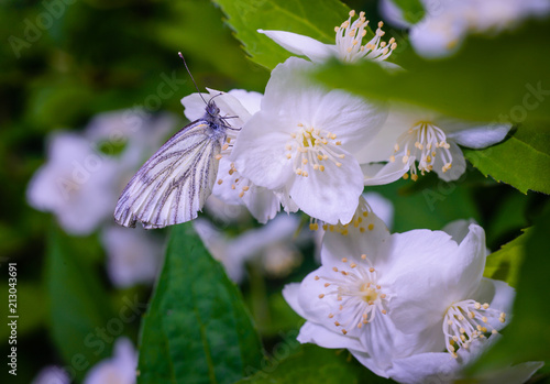 Canvas Print Butterfly aporia Crataegi on the flowers of Jasmine.