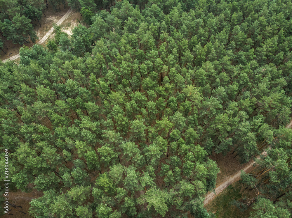 The road in the pine forest - view from the drone