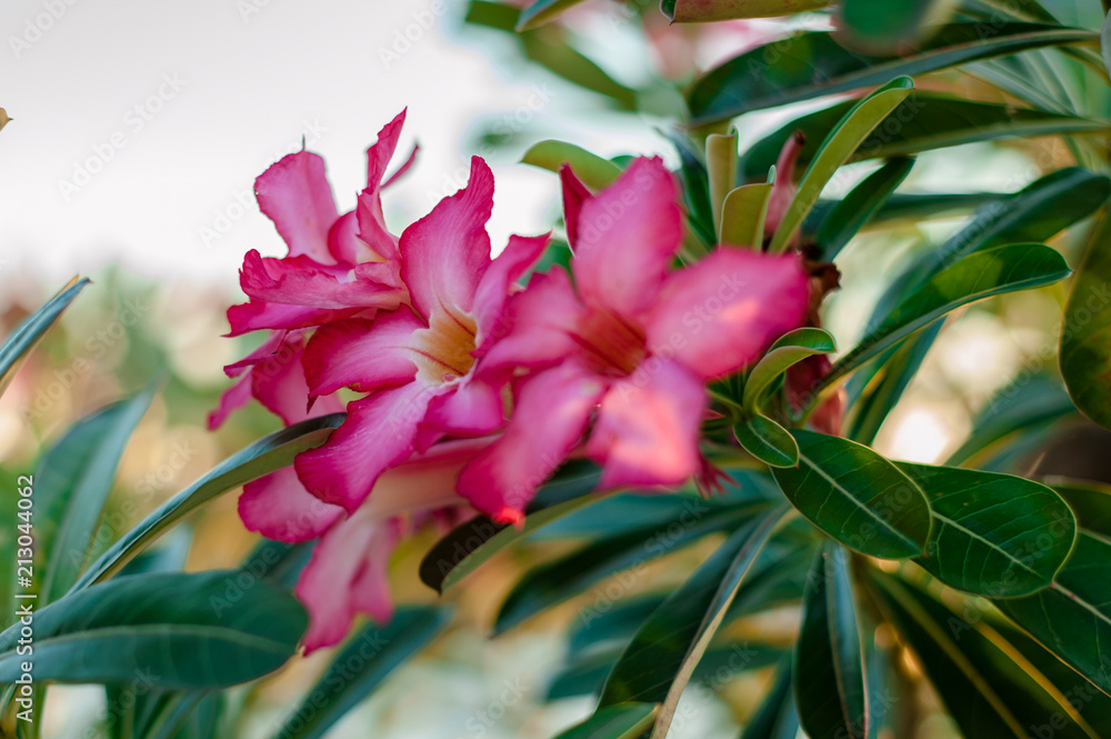 Closeup of Desert Rose, a tropical flower also known as Impala Lily, Mock Azalea, Pink adenium Closeup of Desert Rose, a tropical flower also known as Impala Lily, Mock Azalea, Pink adenium