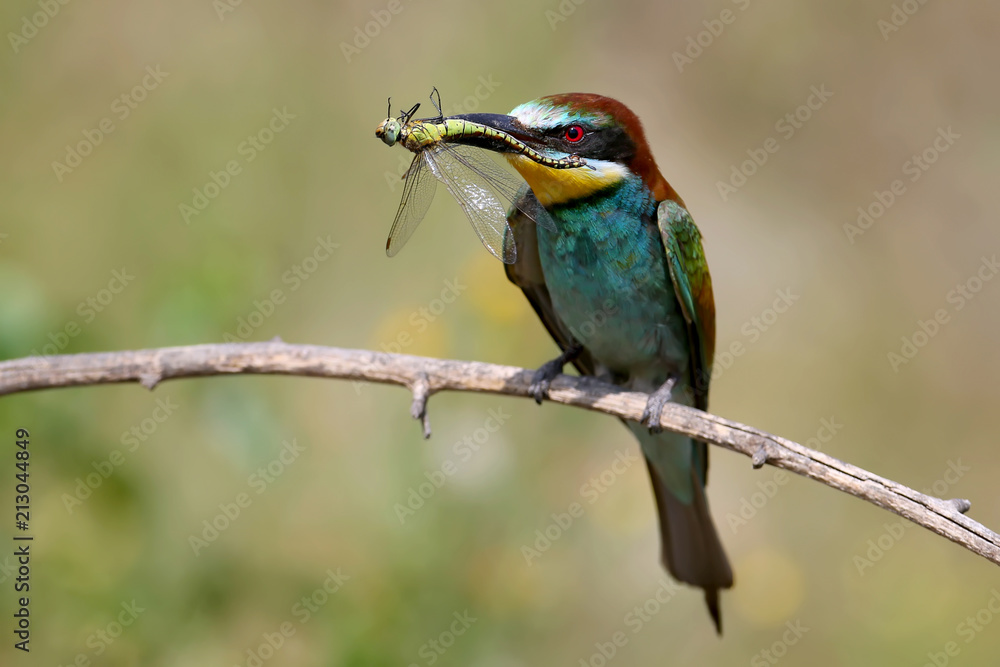 The European bee-eater sits on a branch and holds in his beak a large dragonfly The European bee-eater sits on a branch and holds in his beak a large dragonfly