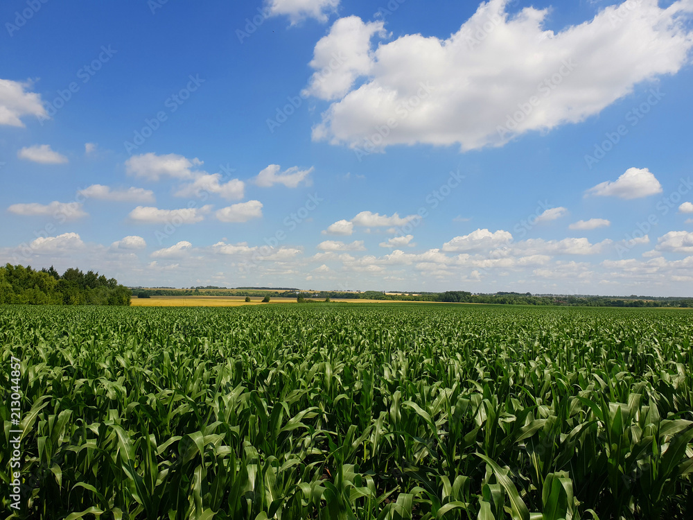Field with young corn in Russia