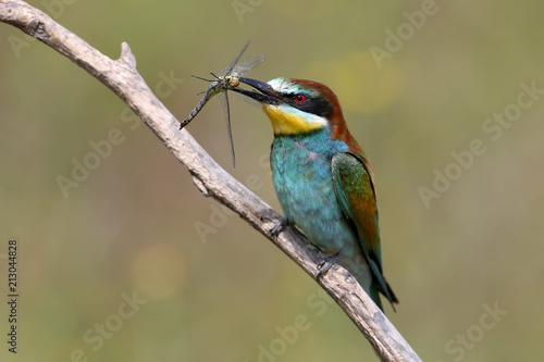 The European bee-eater sits on a branch and holds in his beak a large dragonfly
