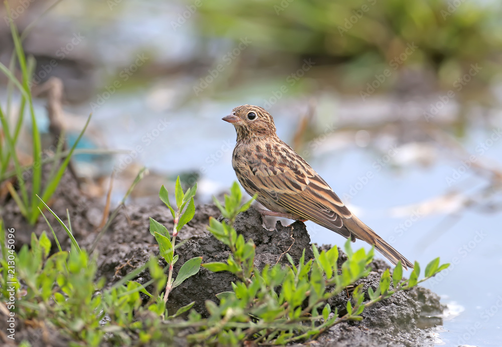 Young ortolan (Emberiza hortulana) or ortolan bunting sits on the ground near the watering point