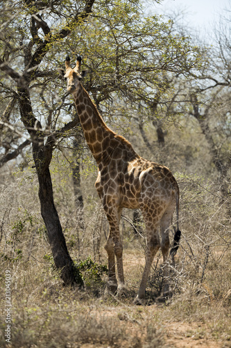 hlane giraffe with club leg