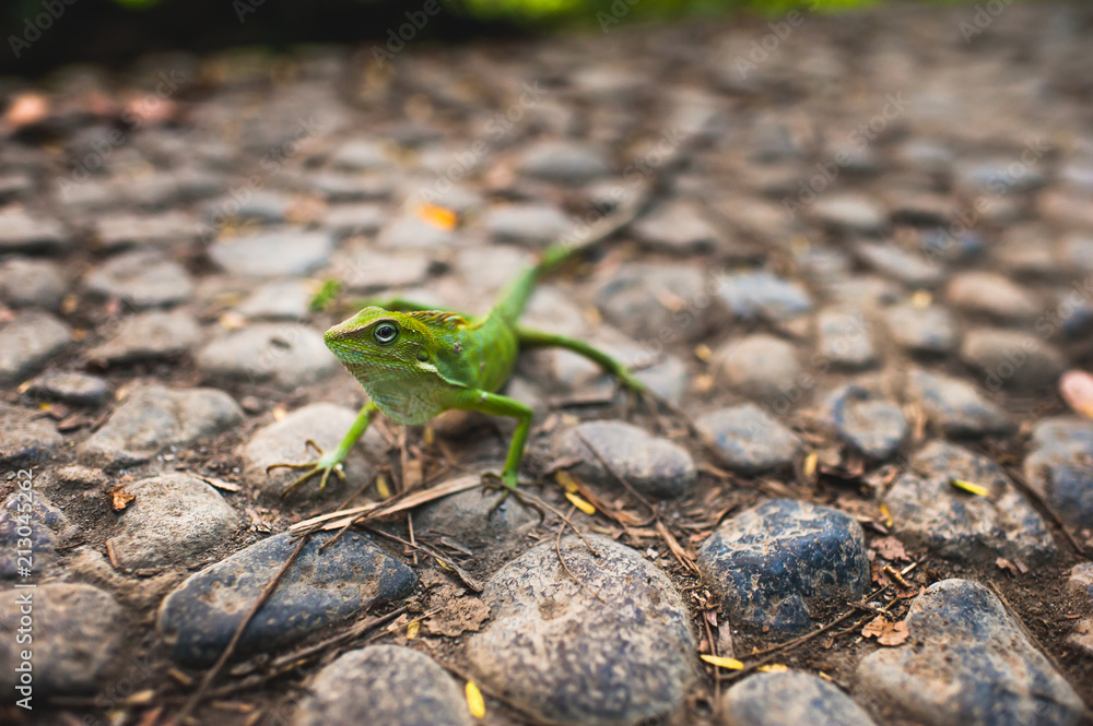 Nice meeting with a green lizard in Bali Nice meeting with a green lizard in Bali