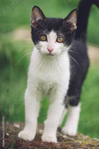 Adorable young cat